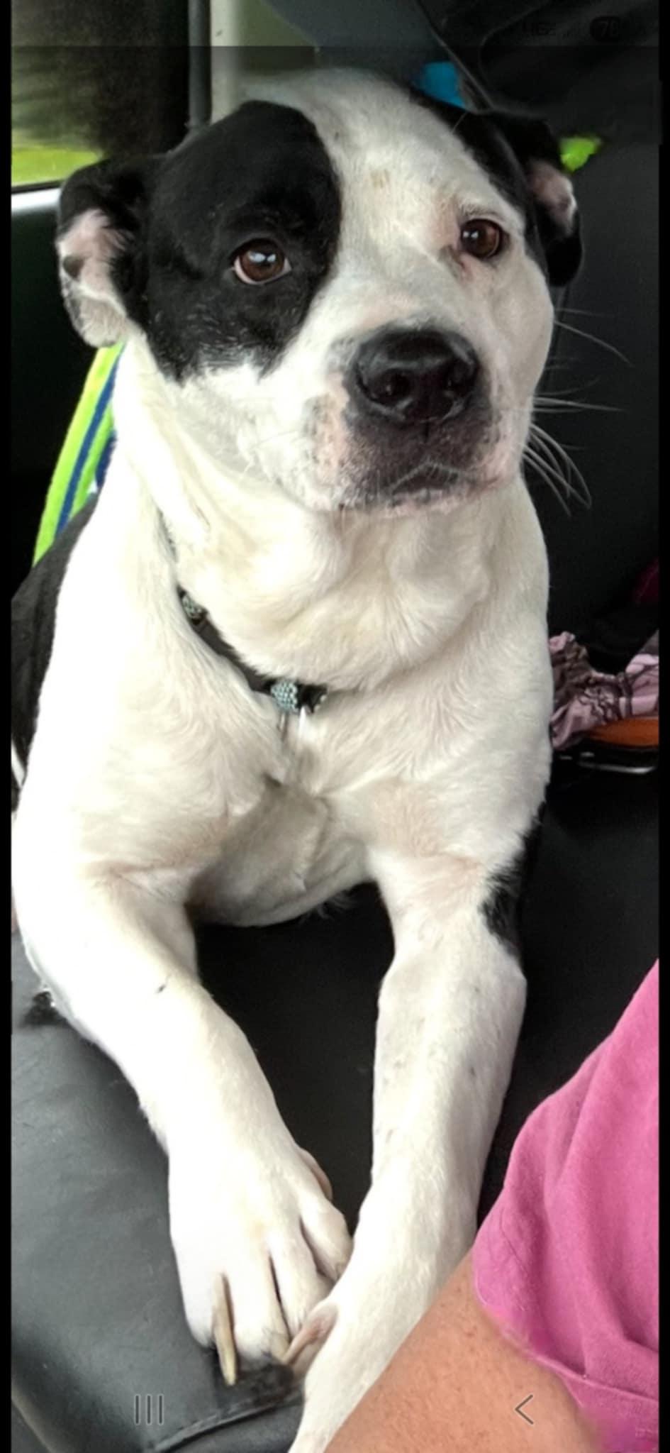 Enlarge Gracie, a Adoptable mixed breed in Hoopeston, IL image 2/2