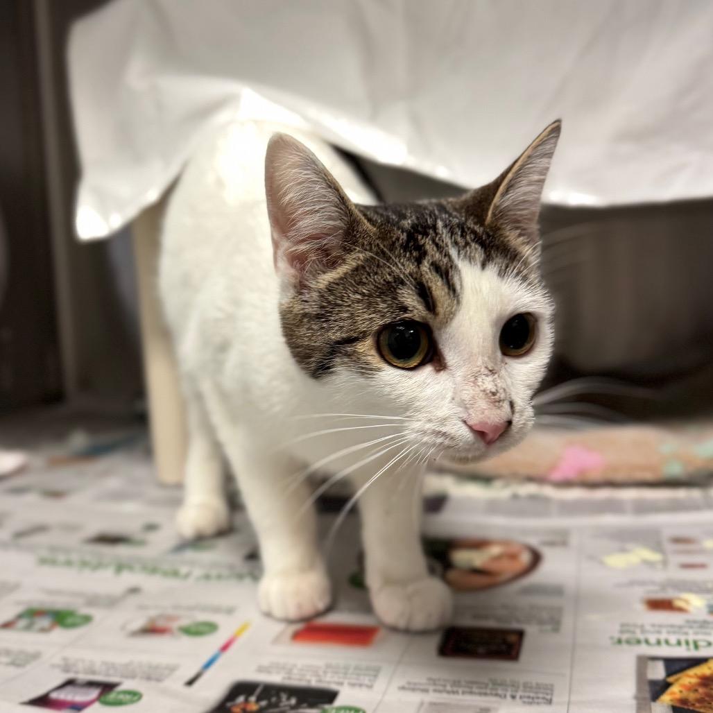 Enlarge Petunia, a Adoptable Domestic Short Hair in Hendersonville, NC image 1/3