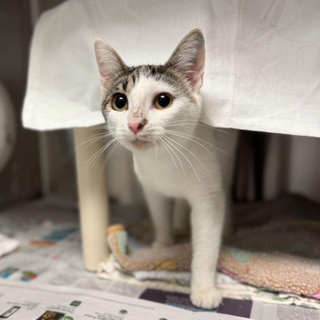 Enlarge Petunia, a Adoptable Domestic Short Hair in Hendersonville, NC image 2/3