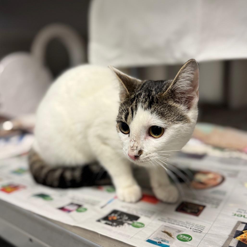 Enlarge Petunia, a Adoptable Domestic Short Hair in Hendersonville, NC image 3/3