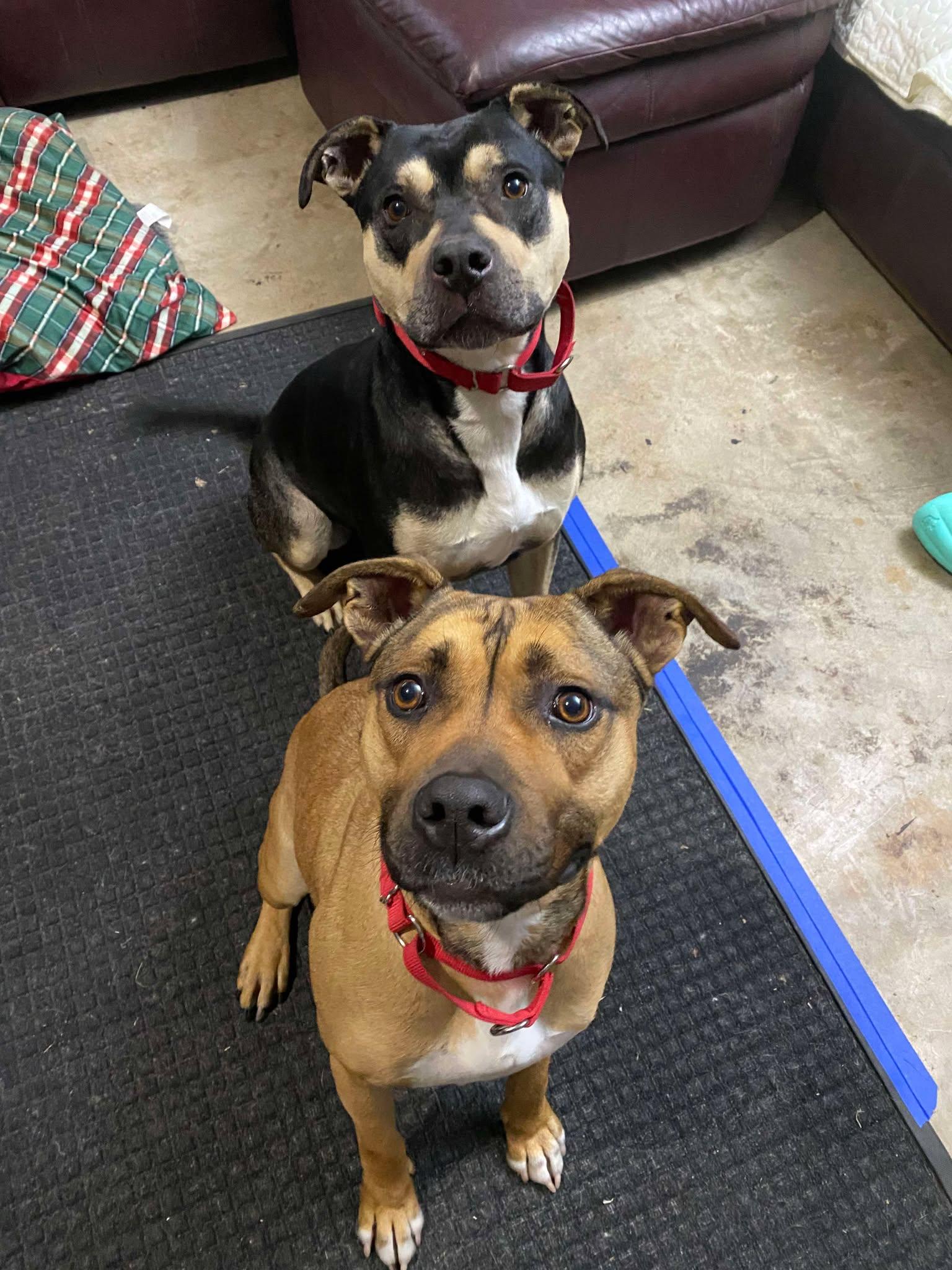 Chong (Foster), a Adoptable mixed breed in Springfield, MO image 1/4