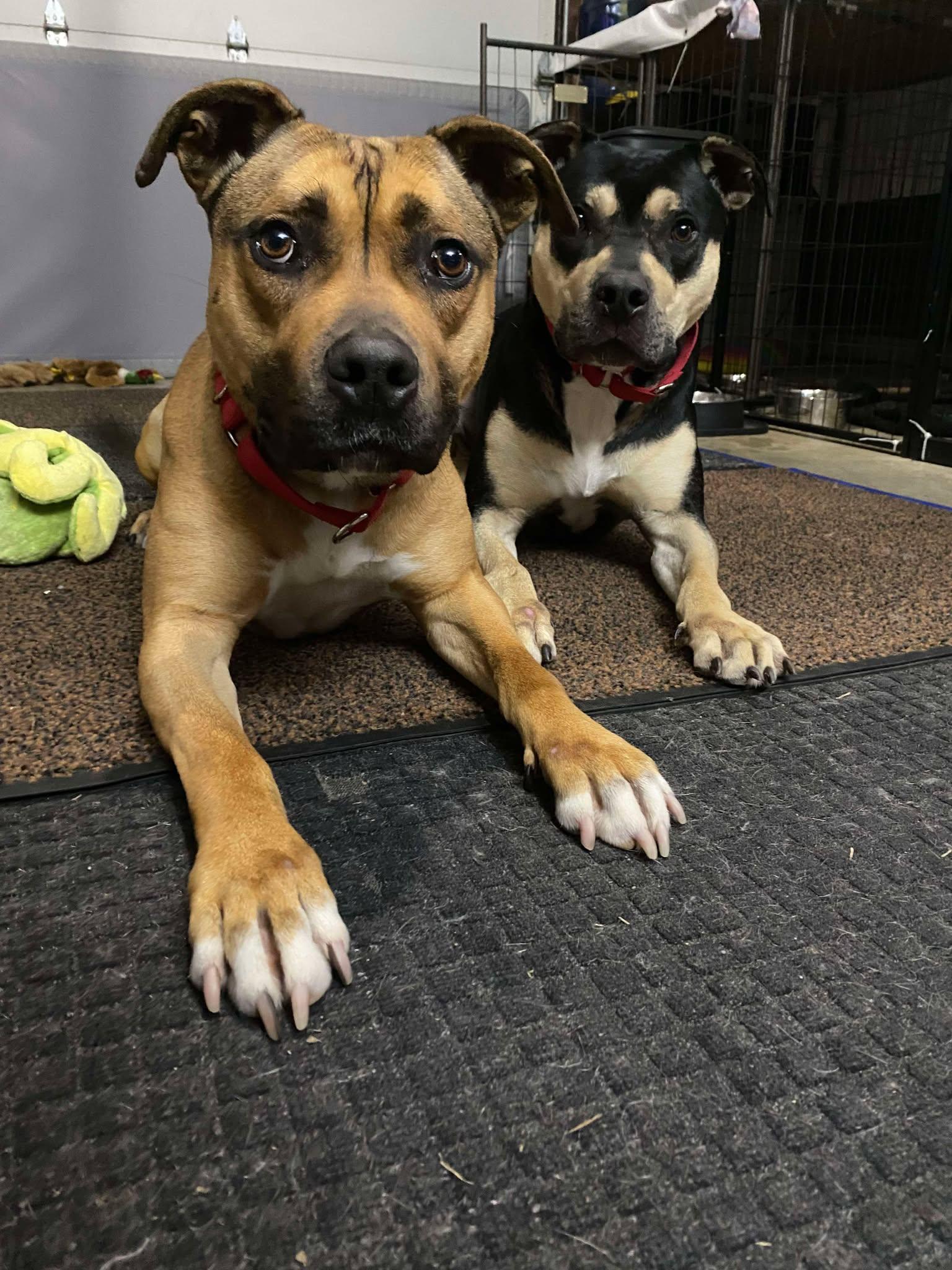 Chong (Foster), a Adoptable mixed breed in Springfield, MO image 2/4