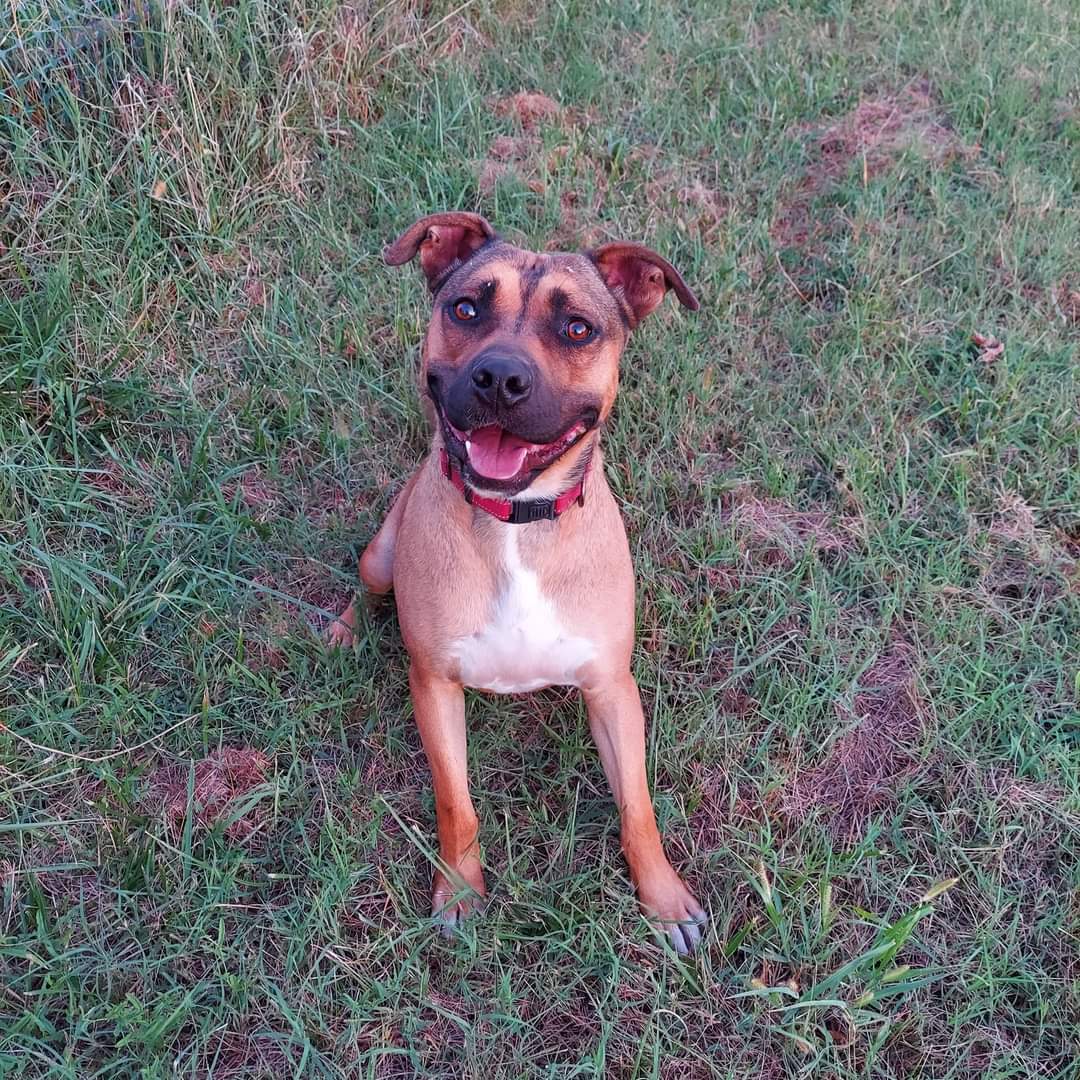 Chong (Foster), a Adoptable mixed breed in Springfield, MO image 3/4