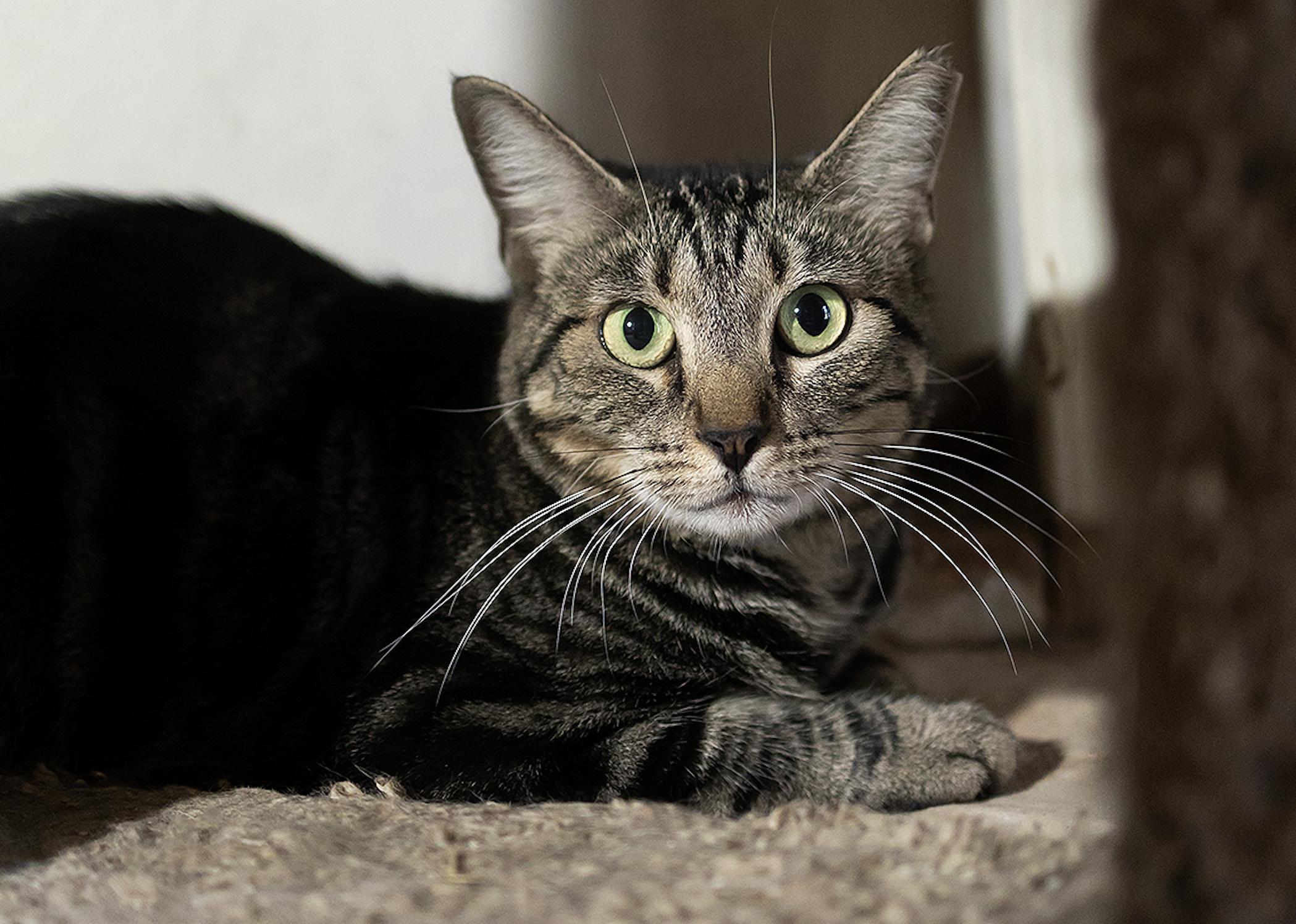 Drummer, Adoptable, Adult Male Domestic Short Hair.