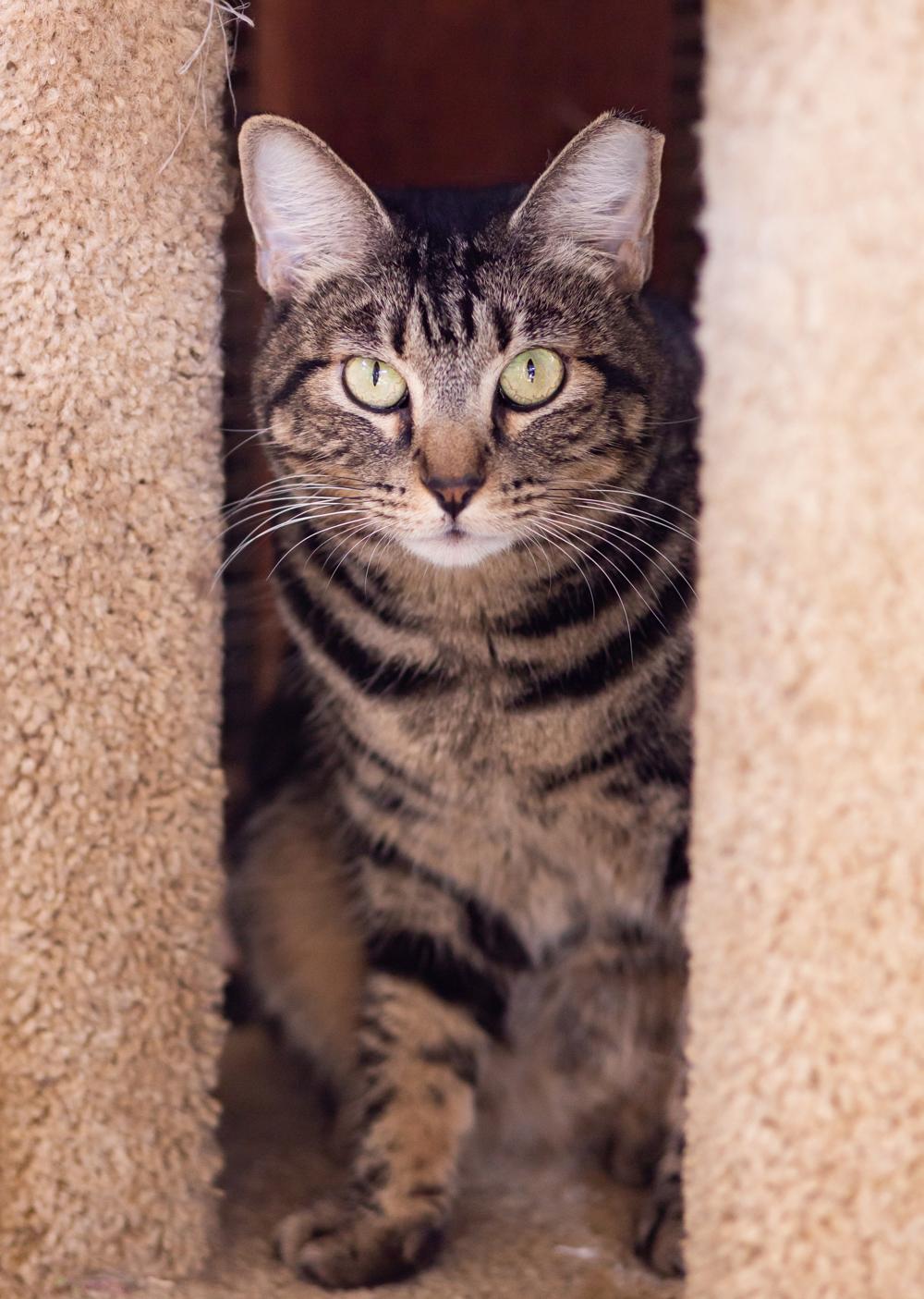 Drummer, a Adoptable Domestic Short Hair in Marana, AZ image 4/5