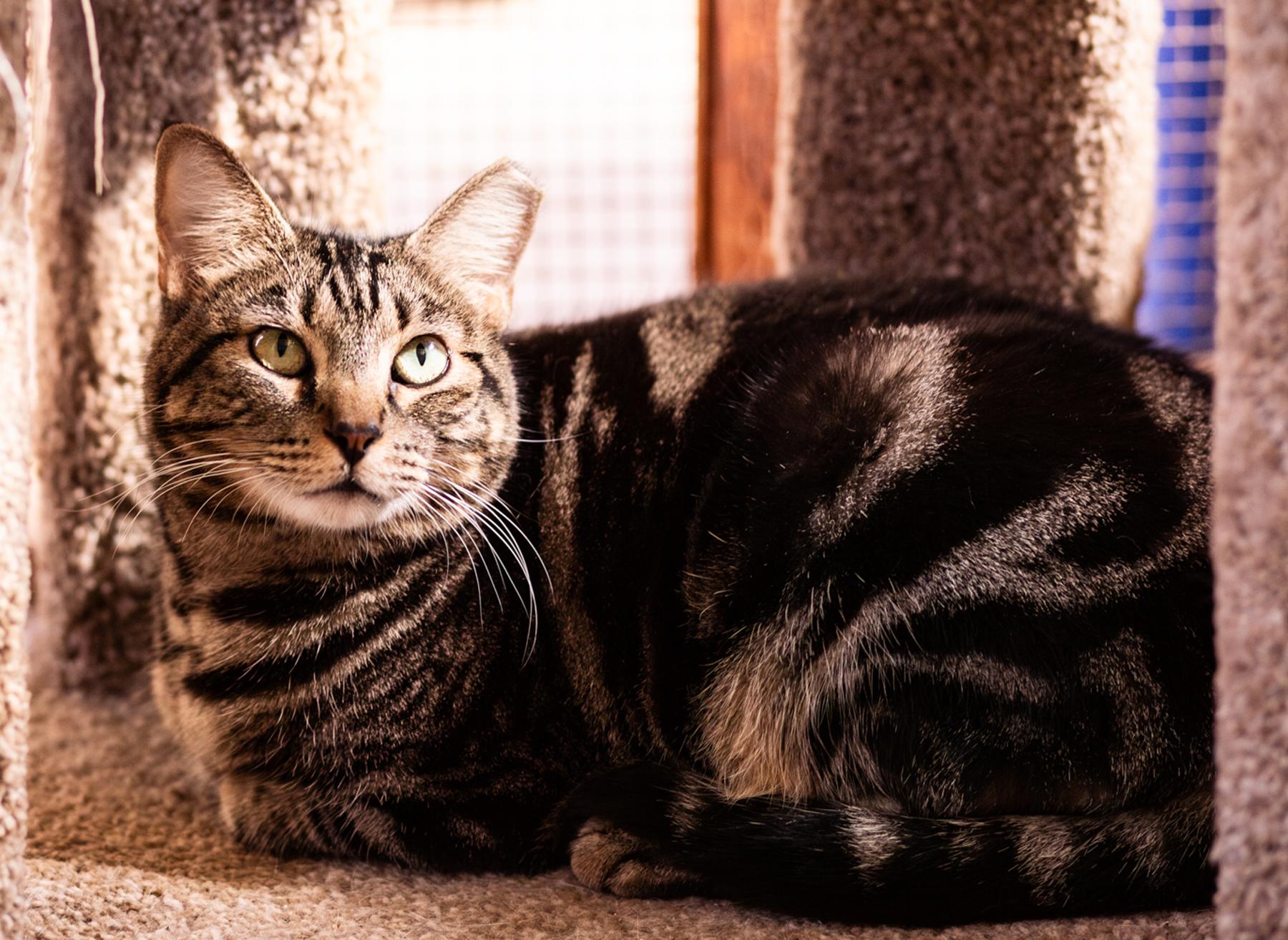 Drummer, Adoptable, Adult Male Domestic Short Hair.