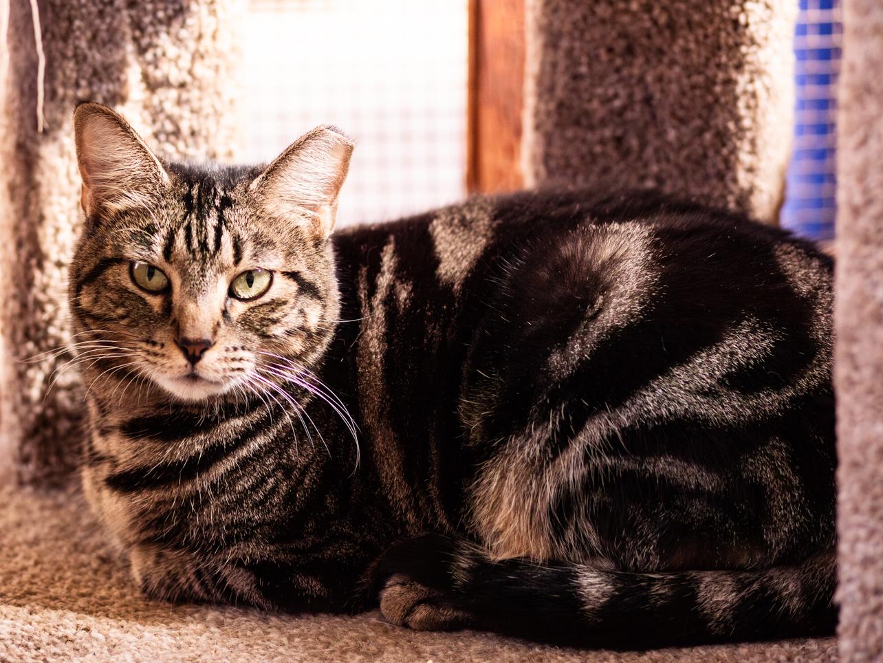 Drummer, a Adoptable Domestic Short Hair in Marana, AZ image 3/5