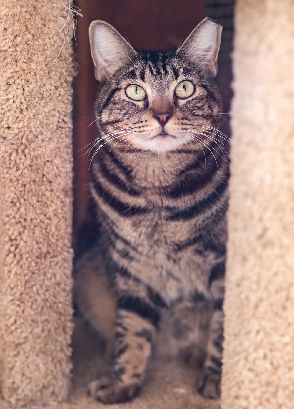 Drummer, a Adoptable Domestic Short Hair in Marana, AZ image 2/5