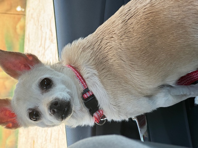 Enlarge Misty, a Adopted mixed breed in Rancho Palos Verdes, CA image 1/6