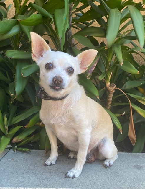 Enlarge Misty, a Adopted mixed breed in Rancho Palos Verdes, CA image 2/6