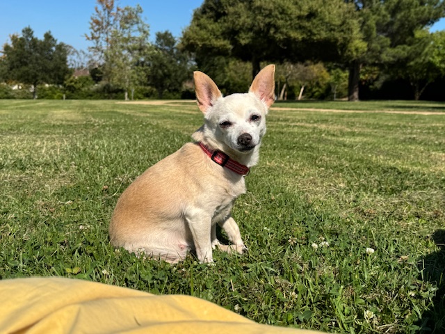Enlarge Misty, a Adopted mixed breed in Rancho Palos Verdes, CA image 3/6