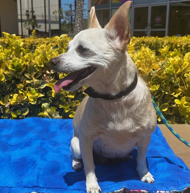 Enlarge Misty, a Adopted mixed breed in Rancho Palos Verdes, CA image 4/6