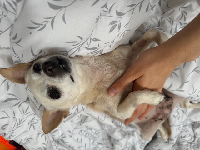 Enlarge Misty, a Adopted mixed breed in Rancho Palos Verdes, CA image 5/6