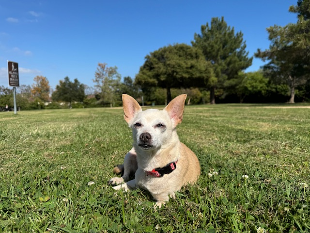 Enlarge Misty, a Adopted mixed breed in Rancho Palos Verdes, CA image 6/6