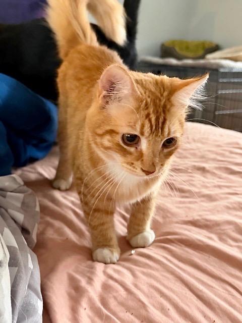 Dakota, adopted, Young Female Domestic Medium Hair.