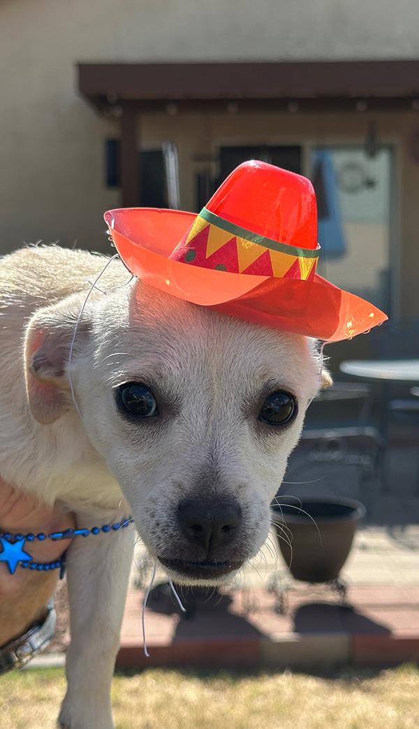 Enlarge Snow, a Adopted Chiweenie in El Mirage, AZ image 3/6