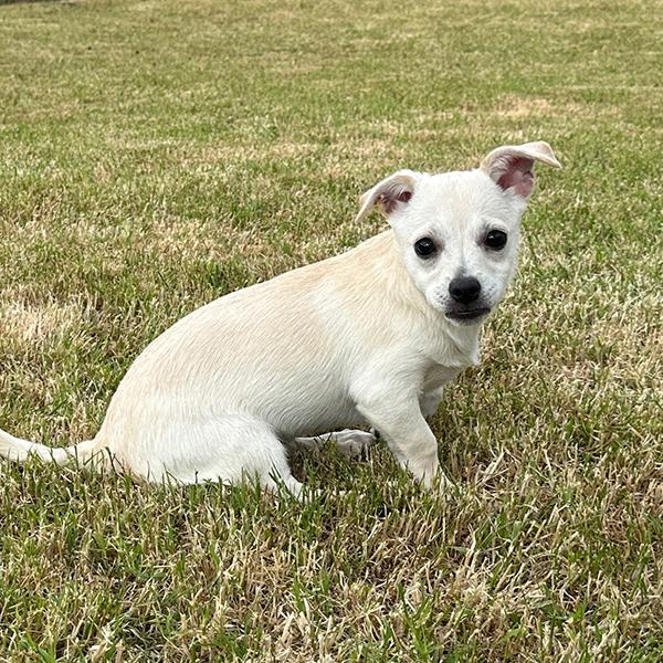 Enlarge Snow, a Adopted Chiweenie in El Mirage, AZ image 2/6