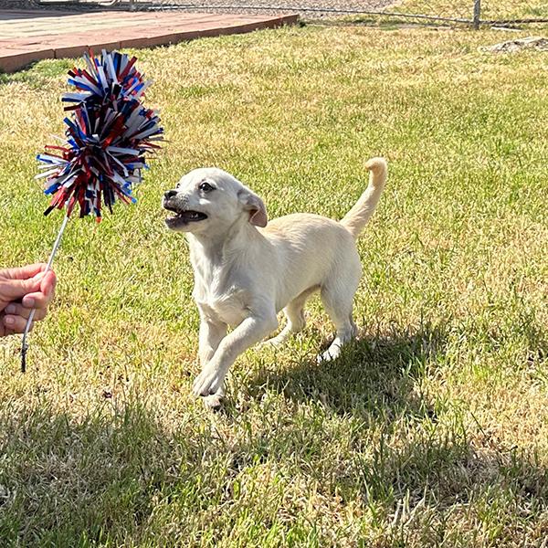 Enlarge Snow, a Adopted Chiweenie in El Mirage, AZ image 4/6