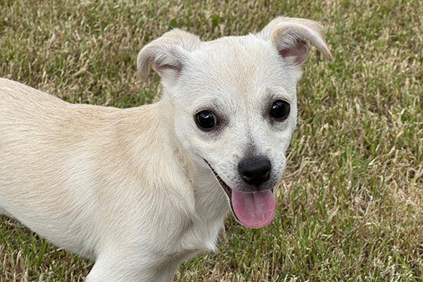 Enlarge Snow, a Adopted Chiweenie in El Mirage, AZ image 1/6