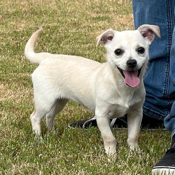 Enlarge Snow, a Adopted Chiweenie in El Mirage, AZ image 5/6