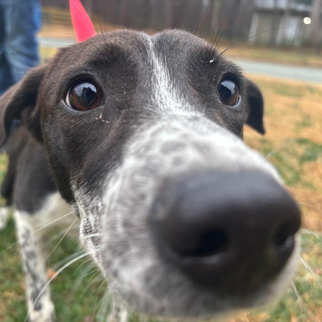 Enlarge Patches, a Adoptable Mixed Breed in Mebane, NC image 1/6