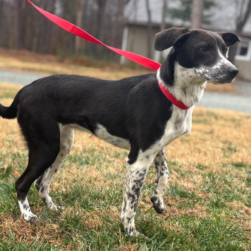 Enlarge Patches, a Adoptable Mixed Breed in Mebane, NC image 2/6