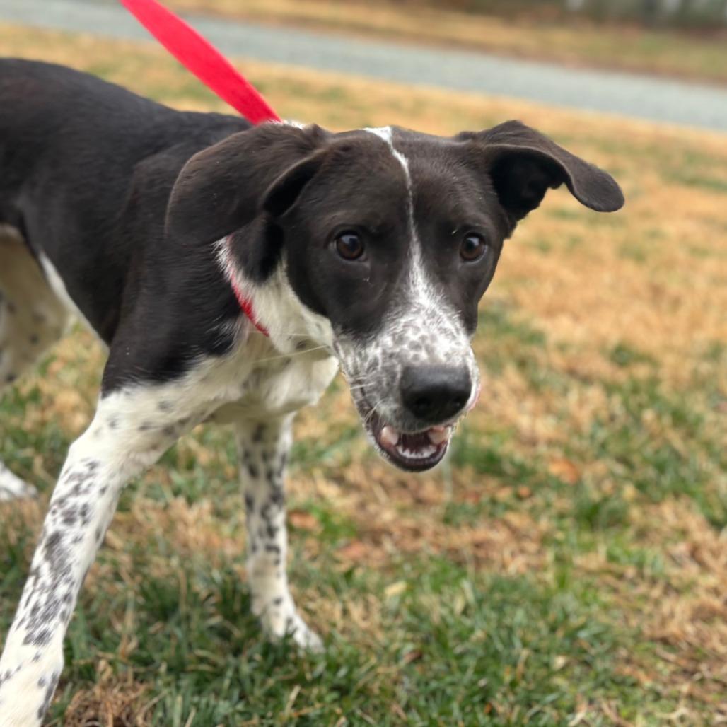Enlarge Patches, a Adoptable Mixed Breed in Mebane, NC image 3/6