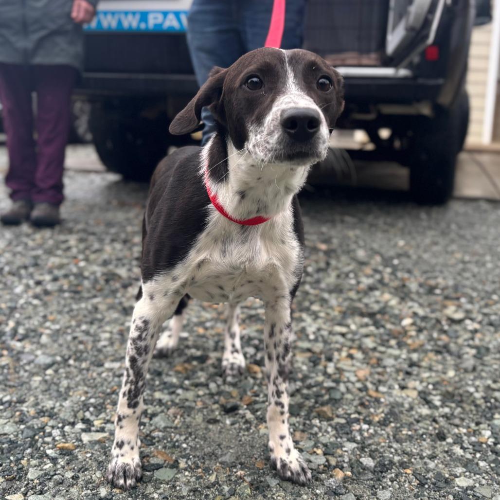 Enlarge Patches, a Adoptable Mixed Breed in Mebane, NC image 4/6