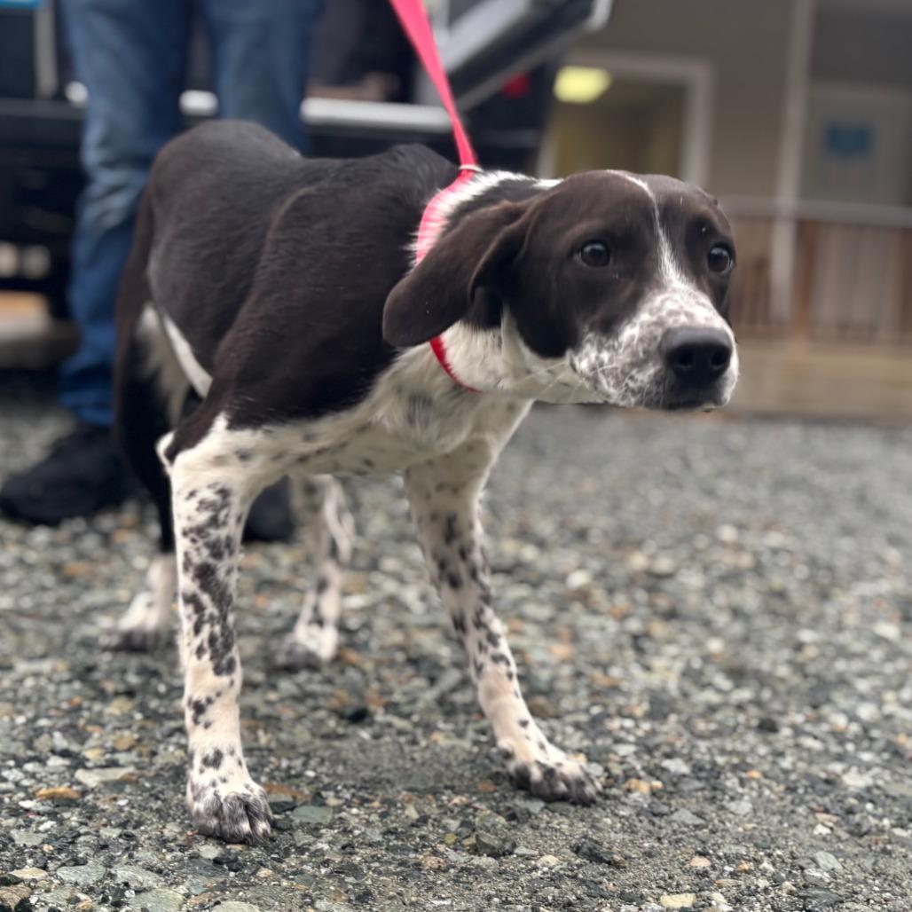 Enlarge Patches, a Adoptable Mixed Breed in Mebane, NC image 5/6