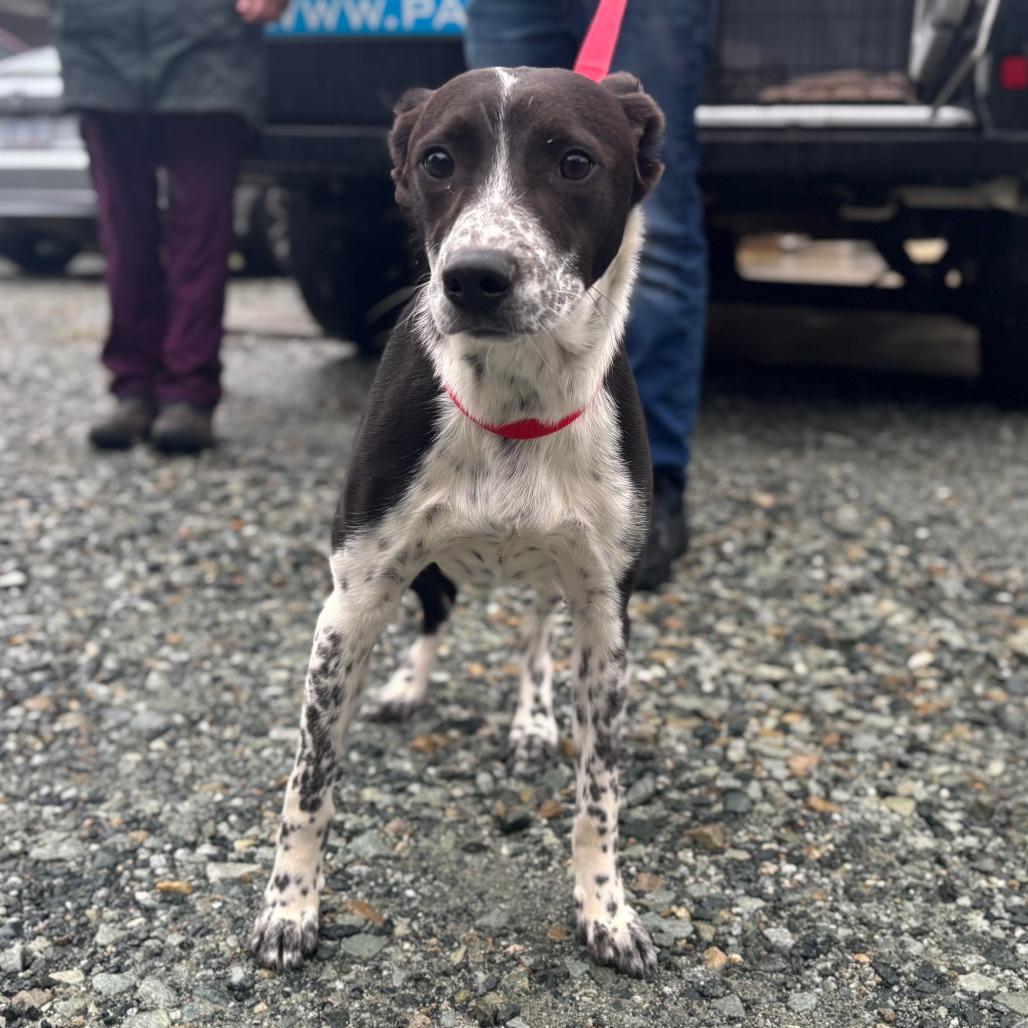 Enlarge Patches, a Adoptable Mixed Breed in Mebane, NC image 6/6