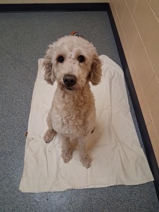 Theo, Adoptable, Adult Male Standard Poodle & Mixed Breed.