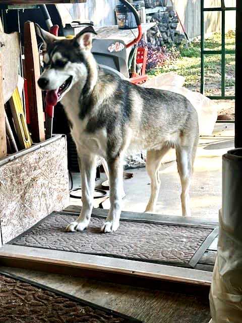 Enlarge Sammie, a Adoptable mixed breed in Dripping Springs, TX image 5/5