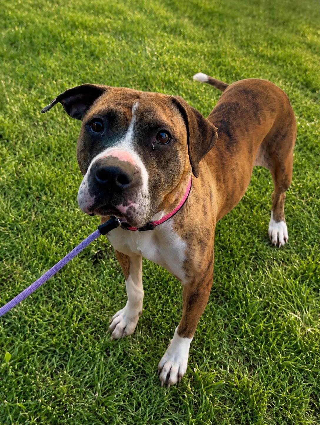 Holly, a ADOPTABLE mixed breed in Ashland, KY image 1/2