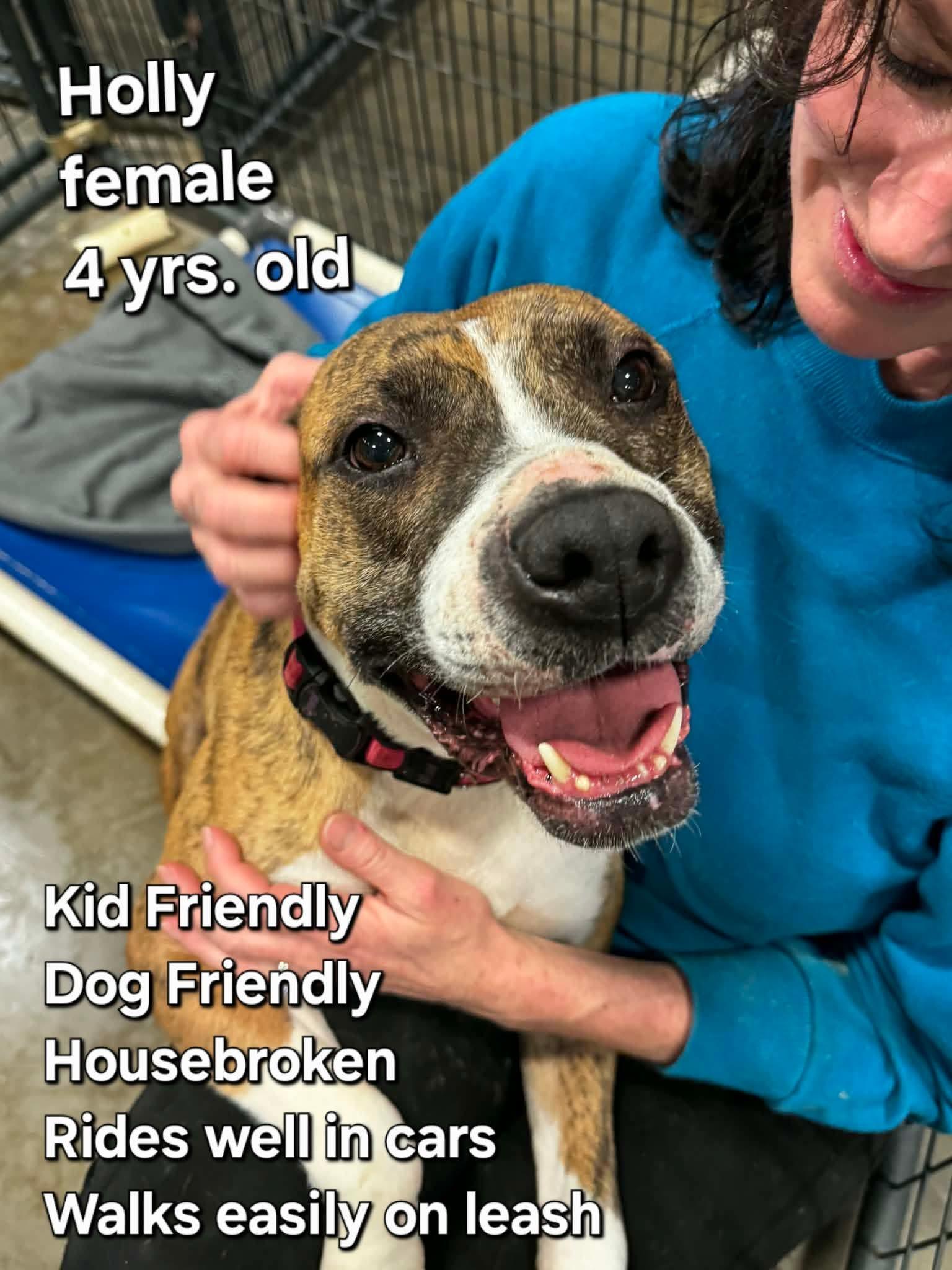 Holly, ADOPTABLE, Adult Female Boxer & Terrier.