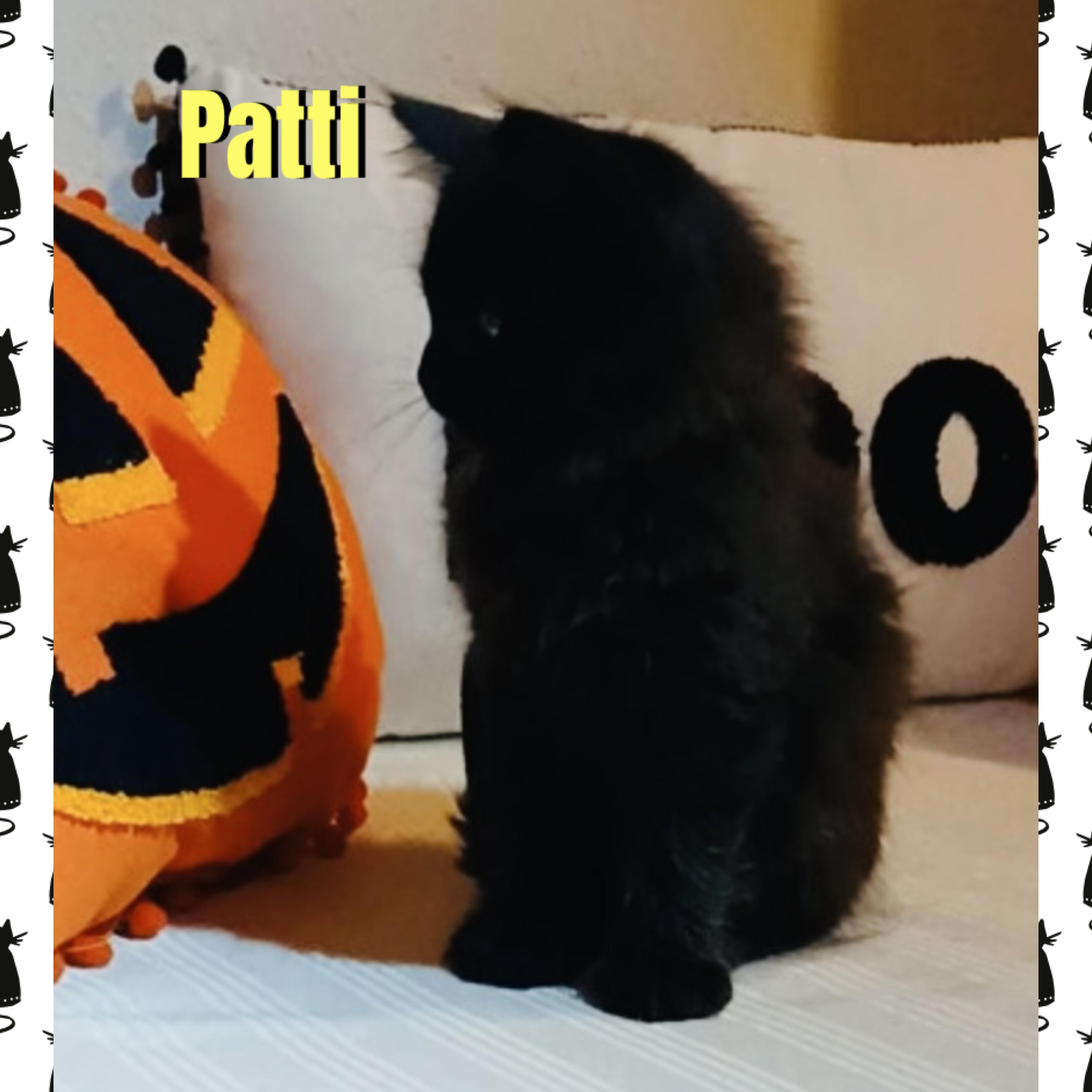 Enlarge Patti, a Adoptable mixed breed in Red Lodge, MT image 2/3