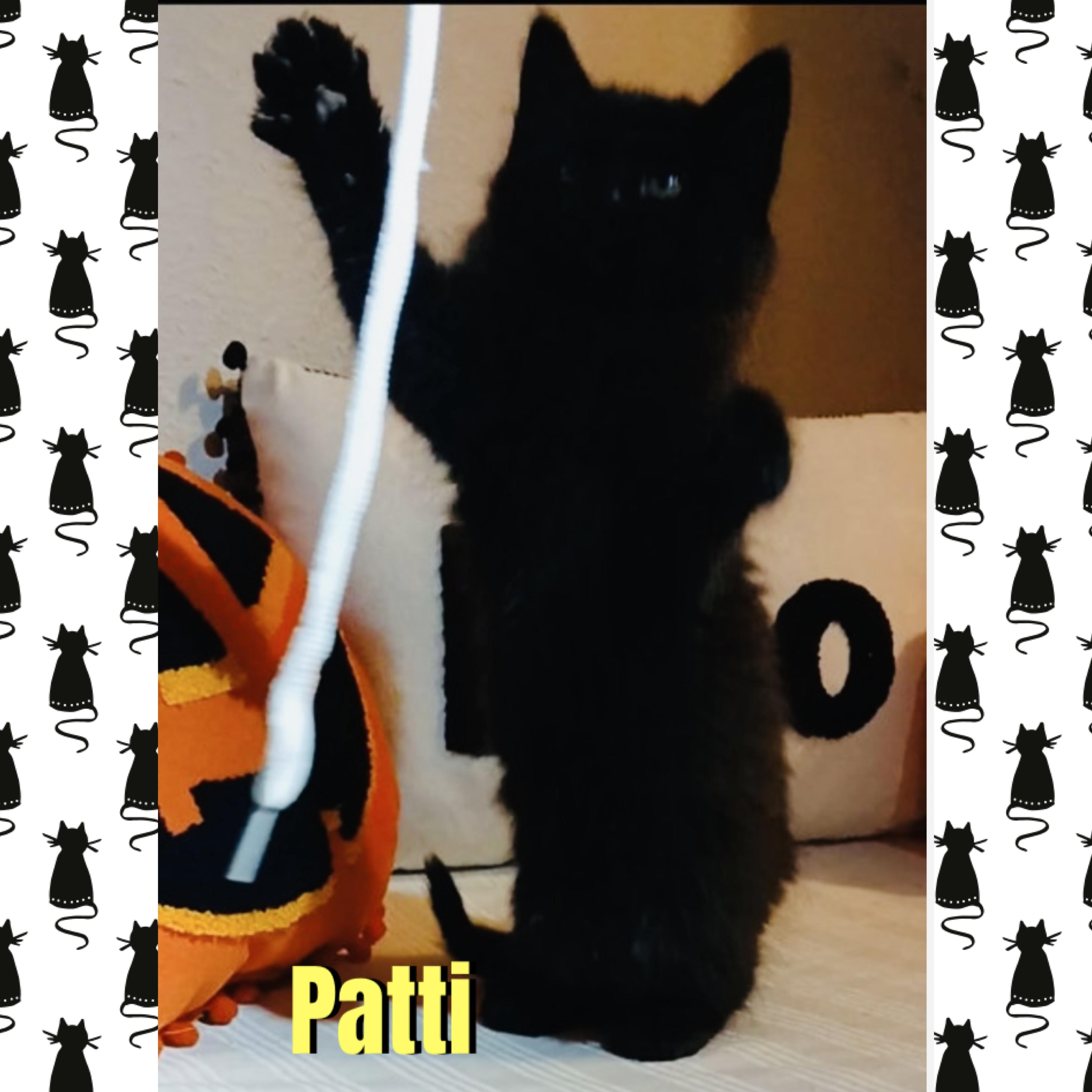 Enlarge Patti, a Adoptable mixed breed in Red Lodge, MT image 3/3