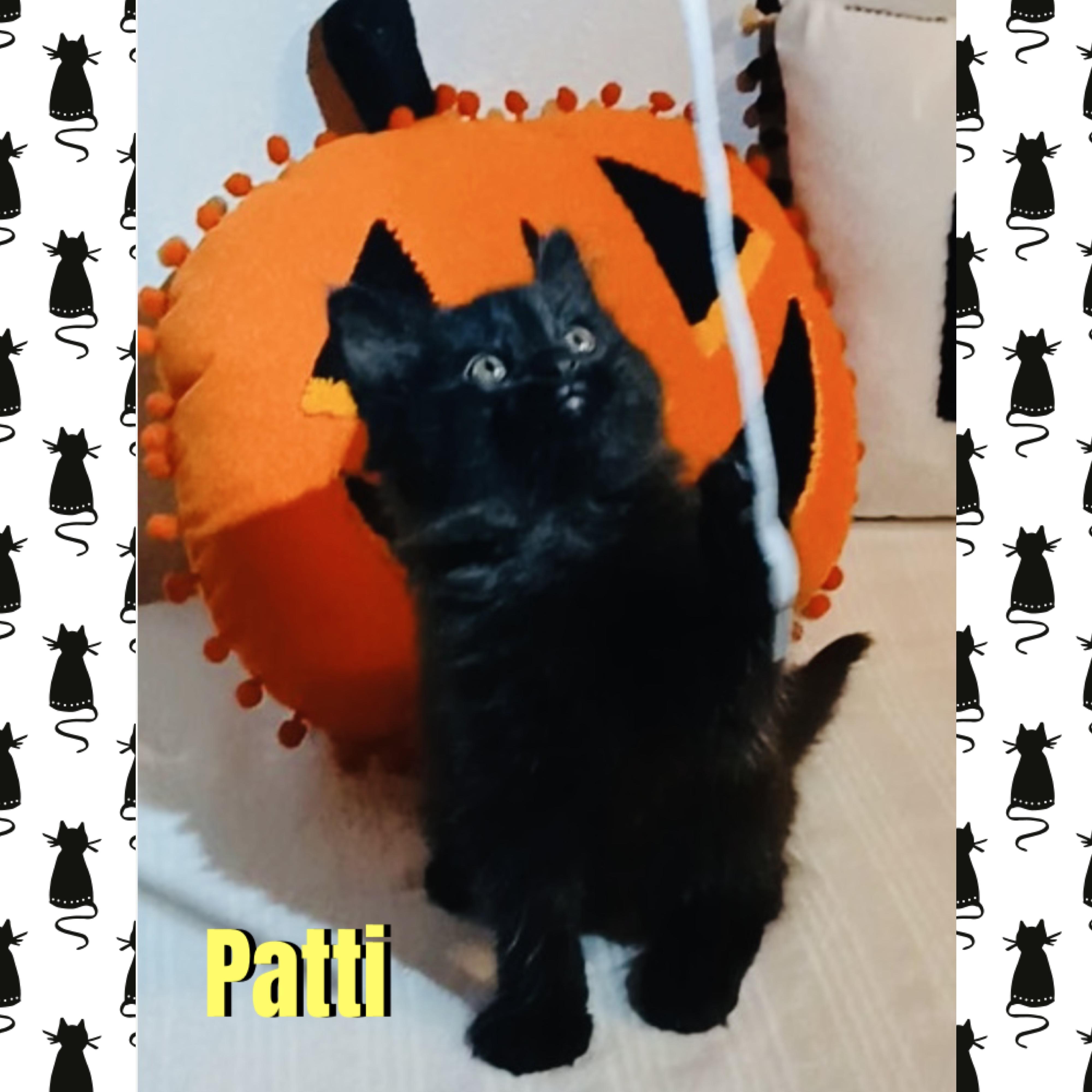 Patti, Adoptable, Kitten Female Domestic Long Hair.