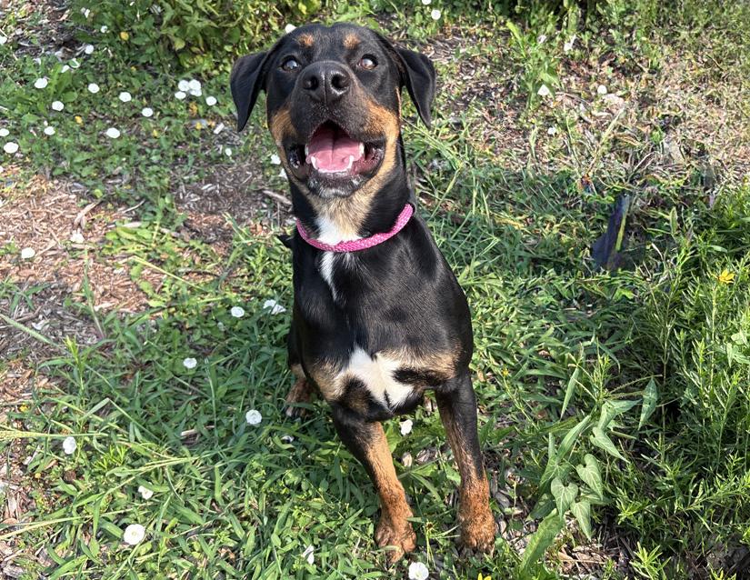 Enlarge Whiskey, a ADOPTABLE mixed breed in Columbus, IN image 2/2