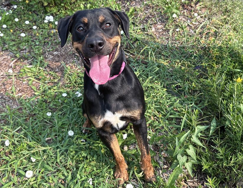 Whiskey, ADOPTABLE, Young Male Rottweiler.
