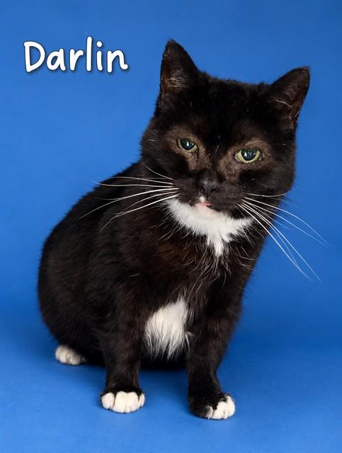 DARLIN, Adoptable, Senior Female Domestic Short Hair.