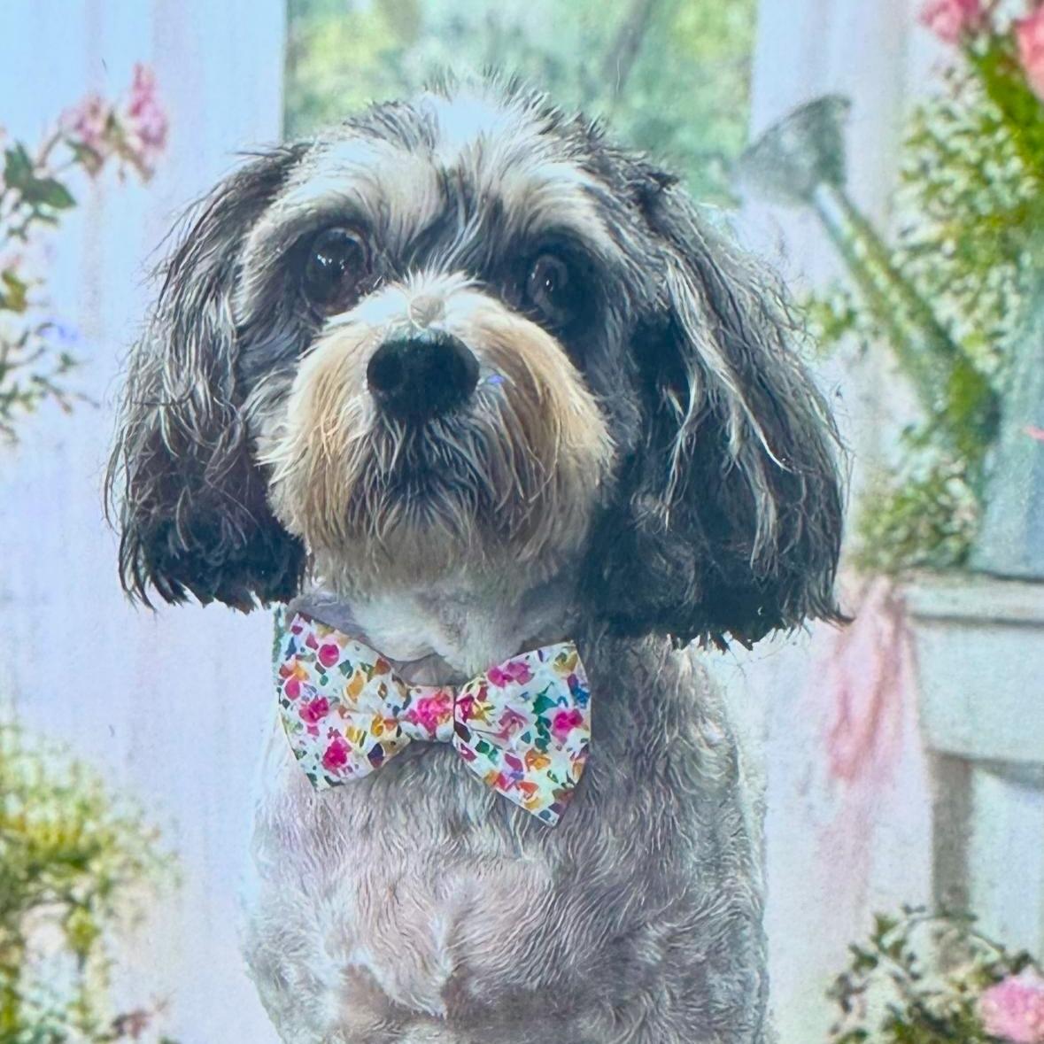 Enlarge Eddie, a ADOPTABLE Poodle in Los Angeles, CA image 2/2