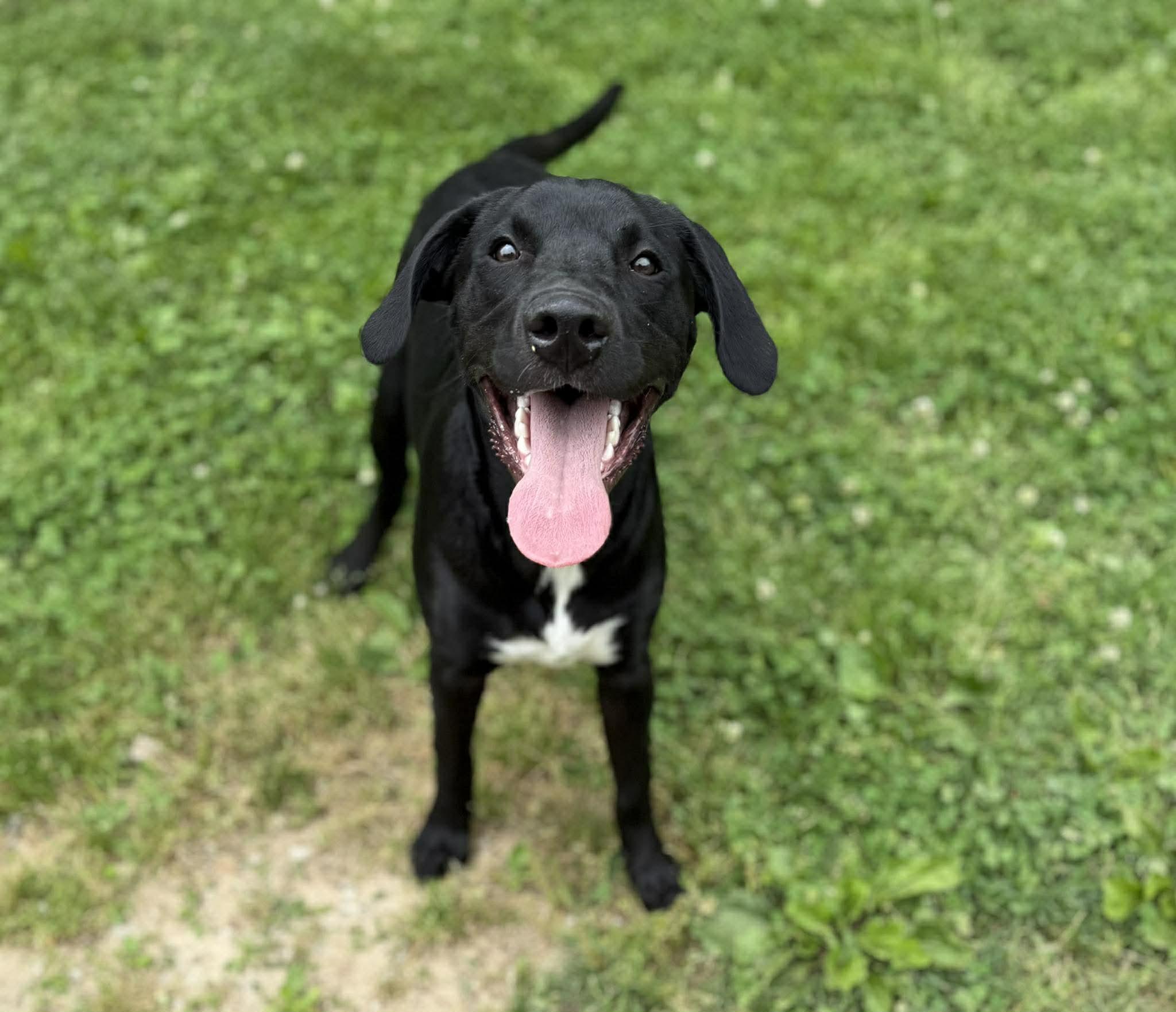 Mallard, ADOPTABLE, Adult Male Mixed Breed.