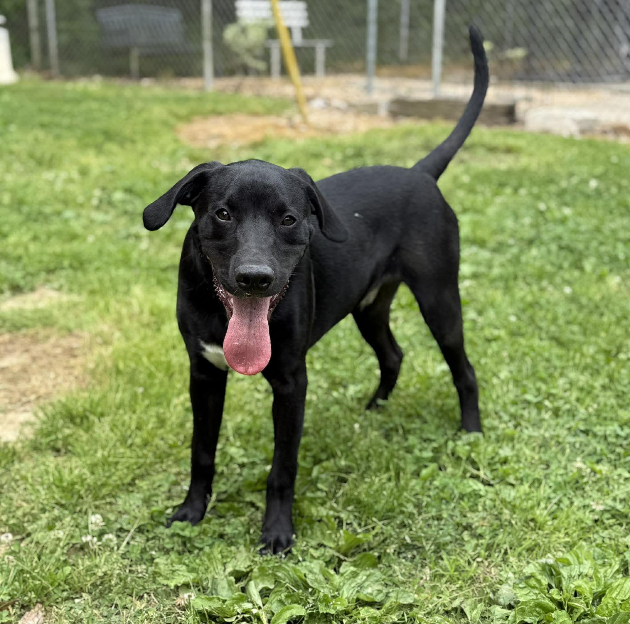 Enlarge Mallard, a ADOPTABLE mixed breed in Leitchfield, KY image 2/3
