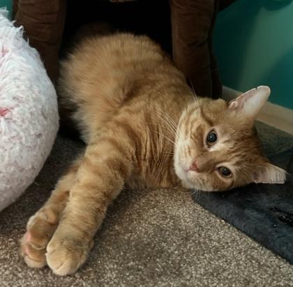 Enlarge Athens, a Adoptable Domestic Short Hair in Elk Grove Village, IL image 2/2