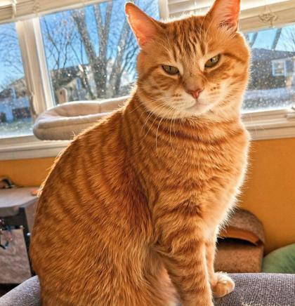 Athens, Adoptable, Adult Male Domestic Short Hair & Domestic Short Hair.