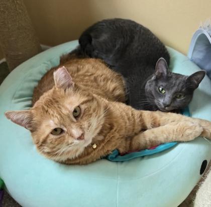 Enlarge Athens, a Adoptable Domestic Short Hair in Elk Grove Village, IL image 2/3