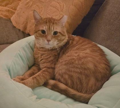 Athens, Adoptable, Adult Male Domestic Short Hair & Domestic Short Hair.