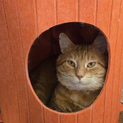 Athens, a Adoptable Domestic Short Hair in Elk Grove Village, IL image 2/3