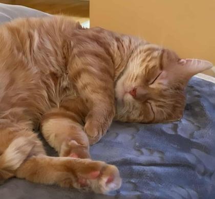 Enlarge Athens, a Adoptable Domestic Short Hair in Elk Grove Village, IL image 2/3