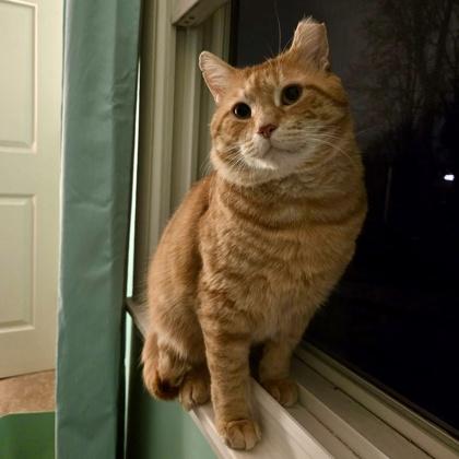 Enlarge Athens, a Adoptable Domestic Short Hair in Elk Grove Village, IL image 3/3